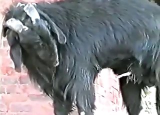 Sexy dark goat is licking his own urine