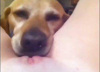 Horny little dog really likes to lick a tight hole