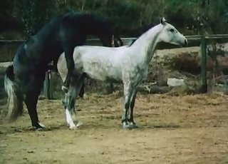 Pair of handsome horses are having a hot sex session