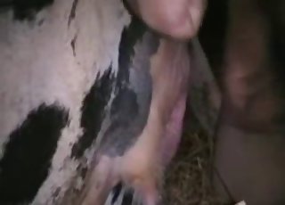 Filthy zoophile wants to fuck this filthy little cow