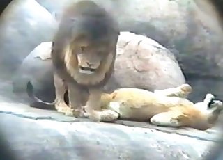 Lion fucks his sexy girlfriend in the doggy style pose