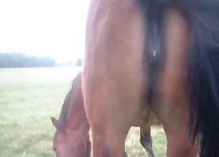 Horse with huge cunt got nicely fucked