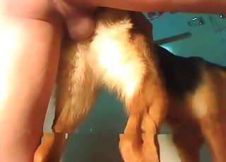 Cock for a nice-looking young dog