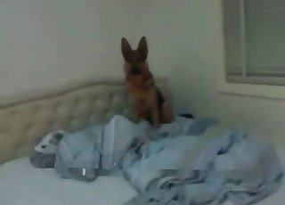 Cock for a nice-looking young dog