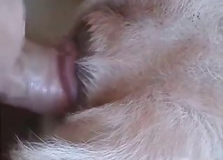 Fantastic youthfull dog adores my hard cock