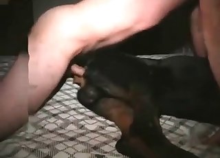 Male dick in a doggy's anal hole
