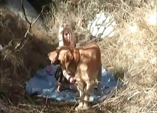 Farm sex with a blonde and her trained pet