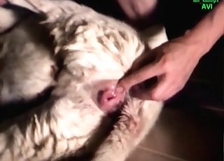 Crazy zoophile impales his lovely dog sans shame at all