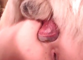 Doggy's wiener is being sucked on the camera