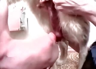 Doggy dick licked by a sweet zoophile