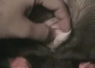 Male zoophile is fingering his doggy's tight brown-eye