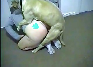 Sweet boxer is screwing so freaking fast