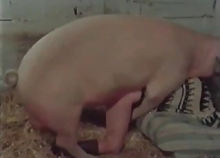 Massive pig romps a lusty zoophile