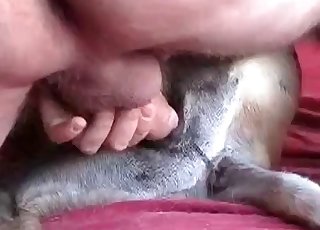 Taught doggy is getting owned by an owner