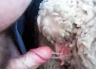 Anal bang-out with a perverted sheep at the farm