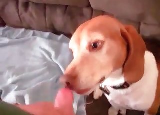 Cute puppy luving a stiff cock