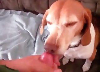 Cute puppy luving a stiff cock