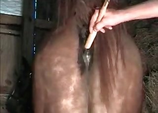 Hottie massaging horse's asshole