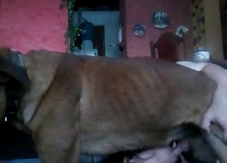 Puta dándole una mamada a un perro callejero