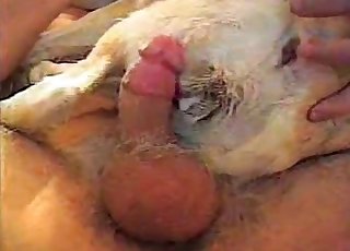 Cute puppy getting it in the ass