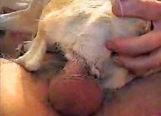 Cute puppy getting it in the ass