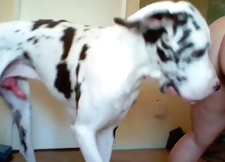 Dalmatian fucking her cock-squeezing vulva