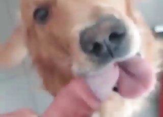 Cute pup learning blowjobs