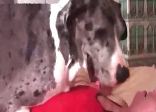 Son vagin a été baisé par un gros chien