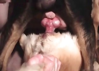 Animal-fucking action with a hard cock