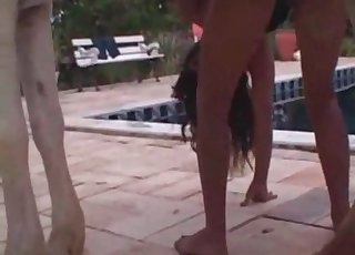 Cool horse fucking poolside