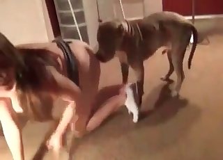 Wild dog plowing the owner