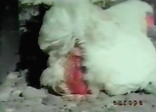 Small cock sensually pounded