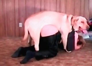 Brown stray fucking its owner