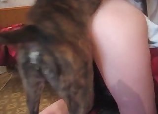 Helping the dog cum on cam