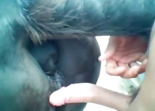 Perfect close-ups of zoo porn