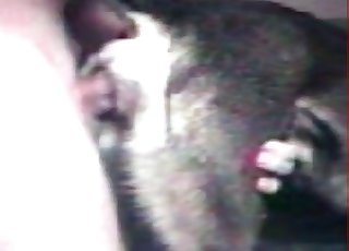 Human and animal in the old barn