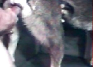 Human and animal in the old barn