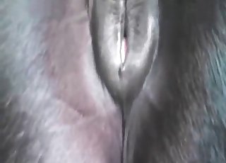 Huge rectal slot of a stallion