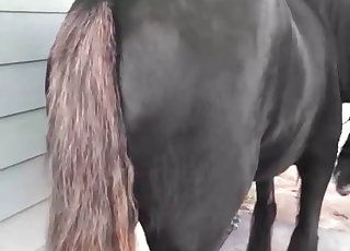 Huge rectal slot of a stallion