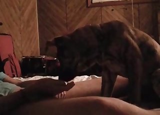 Mon animal de compagnie apprécie ma dure érection