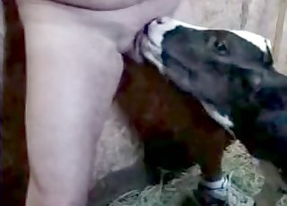 Ein süßes Lamm leckt meinen steifen Schwanz