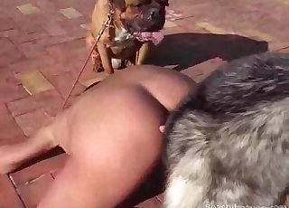 Perverted gets screwed by a dog