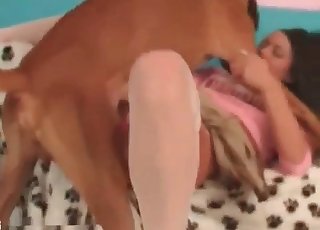 Brown hound is using his owner for sexual pleasures