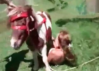 Small horse gets into zoo sex