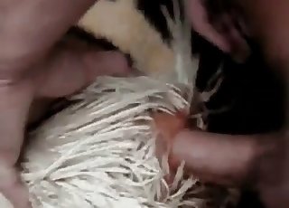 Malý penis se dostane do zvířecí roviny
