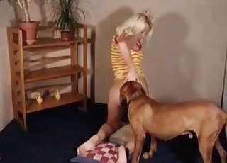 Draži tega seksi rjavega psa na kameri