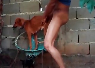 Smallish doggy in the super-fucking-hot animality