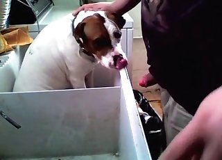 Schuldbewusster Hund bläst einen Hotdog