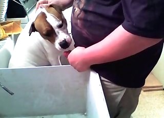 Guilty doggy blows a wiener