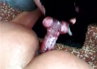 Venous dog cock in a twat